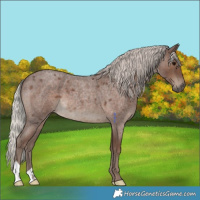 Horse Color:Silver Blue Roan 