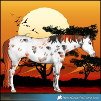 Horse Color:White Spotted Black