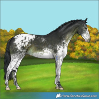 Horse Color:White Spotted Brown Appaloosa 