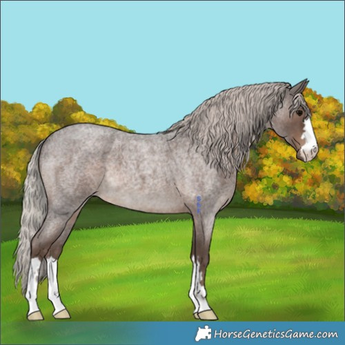 Horse Color:Silver Blue Roan 