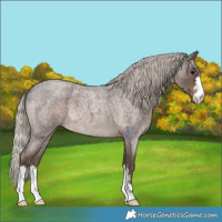 Horse Color:Silver Blue Roan 