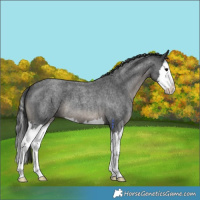 Horse Color:Blue Roan Splash 