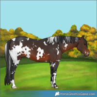 Horse Color:White Spotted Brown 