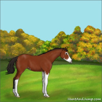 Horse Color:Gray Bay Sabino Appaloosa