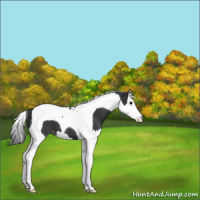 Horse Color:Black Splash Tobiano Appaloosa 