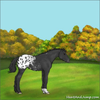 Horse Color:Black Appaloosa 