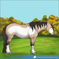 Horse Color:Bay Dun Frame 