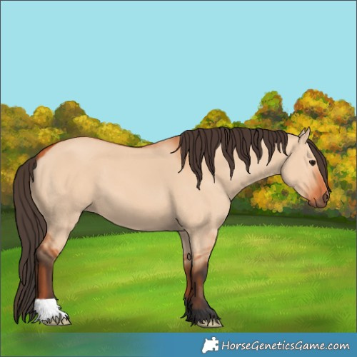 Horse Color:Bay Dun 