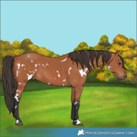 Horse Color:White Spotted Bay 