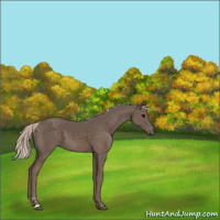 Horse Color:Silver Black Sabino 