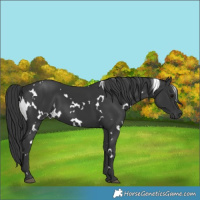 Horse Color:White Spotted Black 