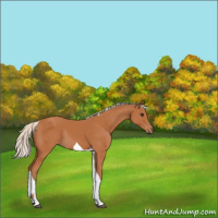 Horse Color:Silver Bay Tobiano Rabicano