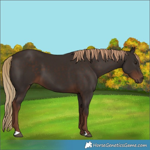 Horse Color:Liver Chestnut 