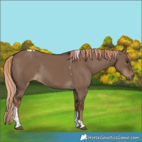 Horse Color:Liver Red Dun Tobiano Rabicano 
