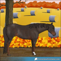 Horse Color:Liver Chestnut Rabicano 