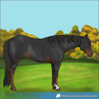 Horse Color:Liver Chestnut Rabicano