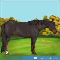 Horse Color:Liver Chestnut 