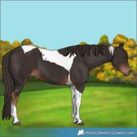 Horse Color:Liver Chestnut Tobiano 