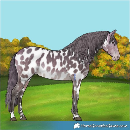 Horse Color:Buckskin Appaloosa 