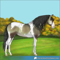 Horse Color:White Spotted Blue Onyx Tobiano 