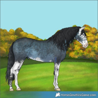 Horse Color:White Spotted Brown Chinchilla Mushroom Splash