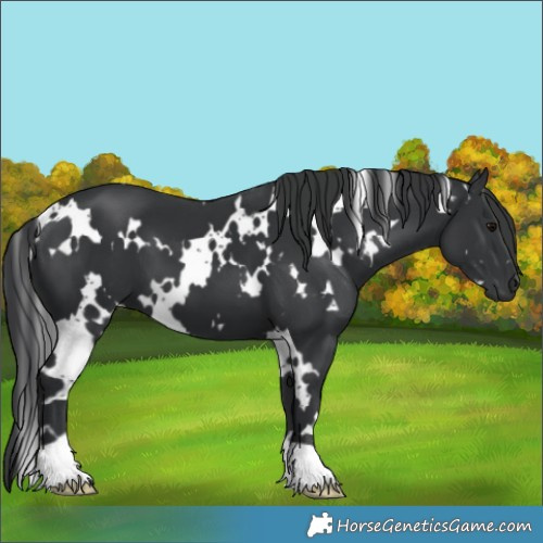 Horse Color:White Spotted Black 