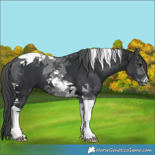 Horse Color:Black Tobiano 