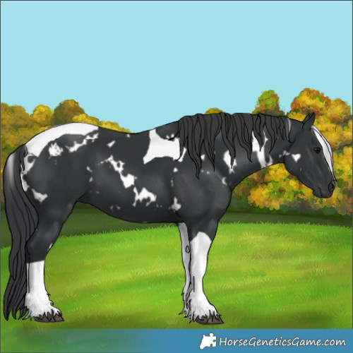 Horse Color:White Spotted Black Tobiano 