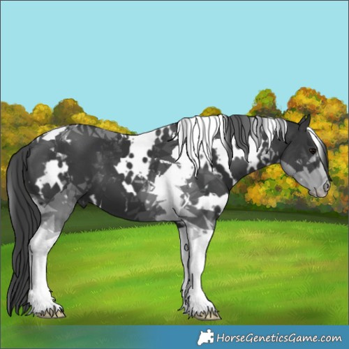 Horse Color:White Spotted Black Tobiano 