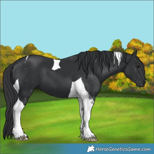 Horse Color:Black Tobiano 