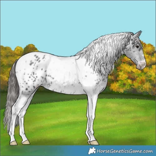 Horse Color:Black Tobiano Appaloosa 