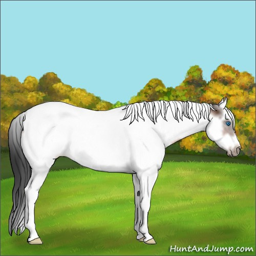 Horse Color:White Spotted Bay Splash Tobiano Frame Appaloosa Rabicano 