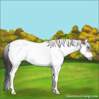 Horse Color:White Spotted Bay Splash Tobiano Frame Appaloosa Rabicano