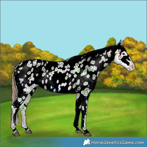 Horse Color:Buckskin Dun Appaloosa 