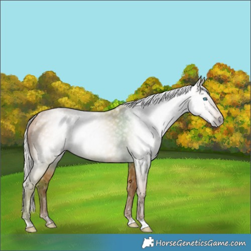 Horse Color:Gray Silver Buckskin Pearl Rabicano 