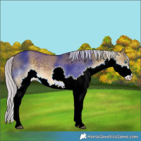 Horse Color:Silver Buckskin Dun Splash 