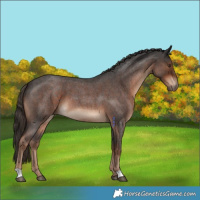Horse Color:Liver Red Roan 