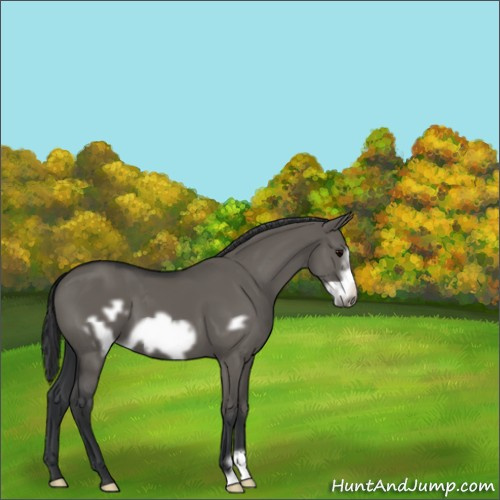 Horse Color:Grullo Frame 