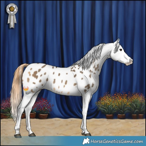 Horse Color:Buckskin Dun Appaloosa 