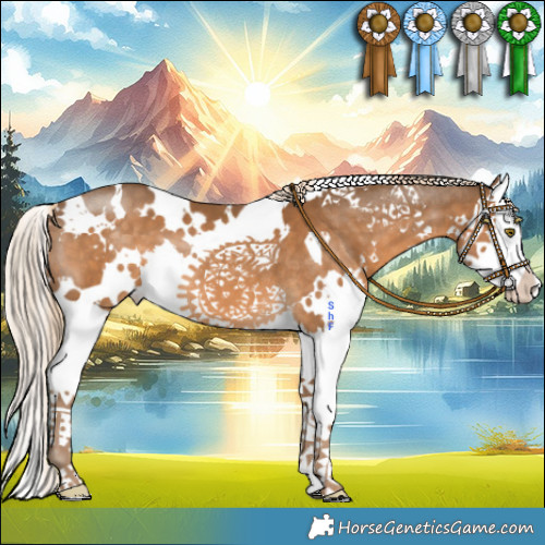 Horse Color:White Spotted Chocolate Palomino Splash 