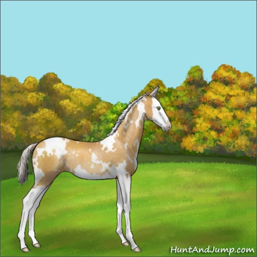 Horse Color:White Spotted Gold Cream Champagne Splash Rabicano 