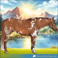 Horse Color:White Spotted Chestnut