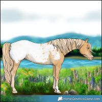 Horse Color:Palomino Dun Appaloosa