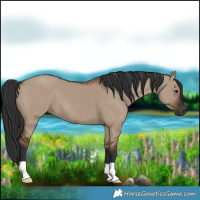 Horse Color:Liver Red Dun