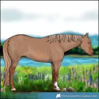 Horse Color:Red Dun 