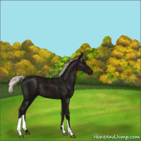 Horse Color:Midnight Silver Black