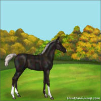 Horse Color:Midnight Silver Black 