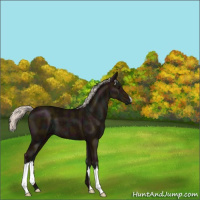 Horse Color:Midnight Silver Black 