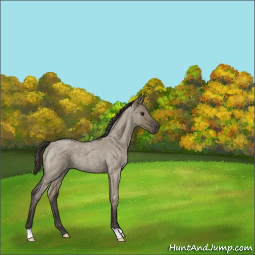 Horse Color:Smoky Grullo Roan 