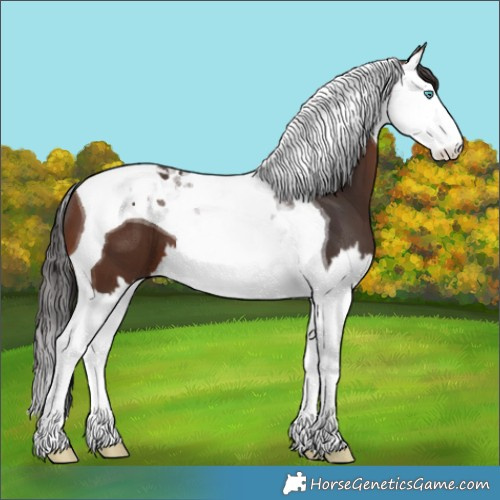 Horse Color:Brown Splash Tobiano 